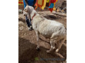 mouton-av-small-2