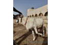 mouton-av-small-0