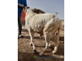 mouton-av-small-1