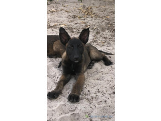 Chiots malinois