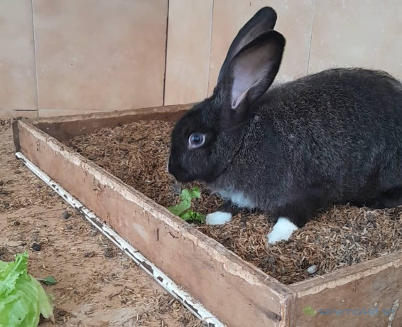 lapin-geant-papillon-francais-croises-rex-tricolore-big-1