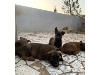 Chiots Bergers malinois à vendre, parents importés
