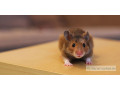 hamster-apprivoise-a-vendre-small-1