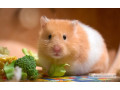 hamster-apprivoise-a-vendre-small-0