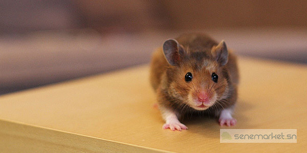 hamster-apprivoise-a-vendre-big-1
