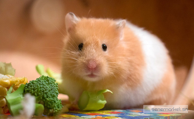 hamster-apprivoise-a-vendre-big-0