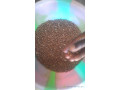 niebe-bio-small-0