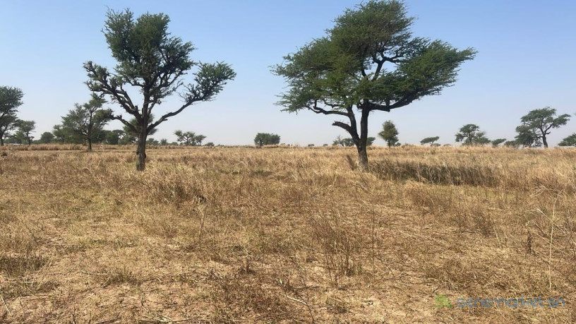 lotissement-a-malicounda-takhoum-extension-big-1