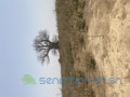 champs-d1ha-a-vendre-sur-la-route-de-mont-rolland-a-150m-de-la-route-small-0