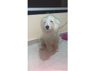 Bichon maltais a vendre