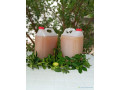 citron-presse-ndokhou-limon-small-1