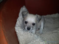 vente-de-bebe-chiot-chihuahua-small-0