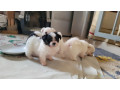chiots-maltipom-small-1