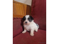 chiots-maltipom-small-4