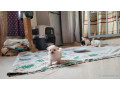 chiots-maltipom-small-2