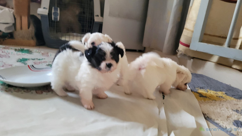 chiots-maltipom-big-0