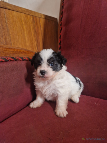 chiots-maltipom-big-4