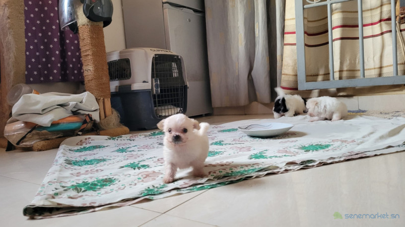 chiots-maltipom-big-2