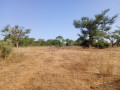 verger-de-232-hectares-vers-notto-diobass-small-0