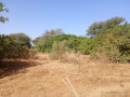 verger-de-232-hectares-vers-notto-diobass-small-1
