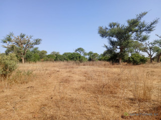 Verger de 2,32 hectares vers Notto Diobass