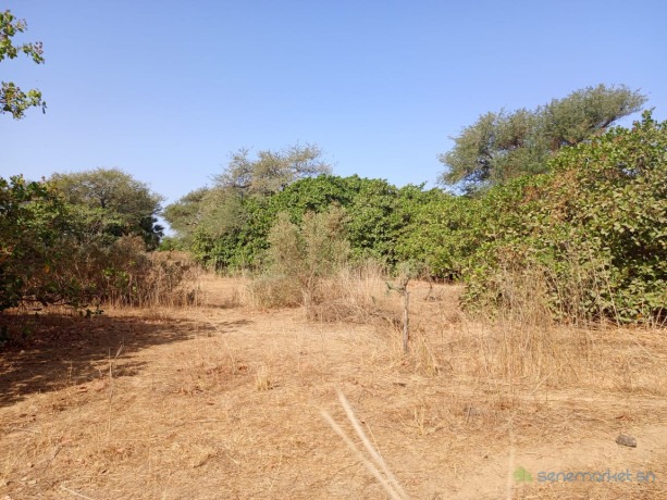 verger-de-232-hectares-vers-notto-diobass-big-1