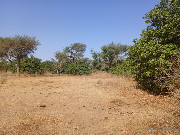 verger-de-232-hectares-vers-notto-diobass-big-2