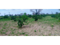 ferme-de-1-hectare-vers-notto-diobass-small-0