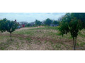 ferme-de-1-hectare-vers-notto-diobass-small-2