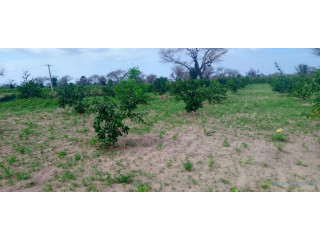 Ferme de 1 hectare vers Notto Diobass