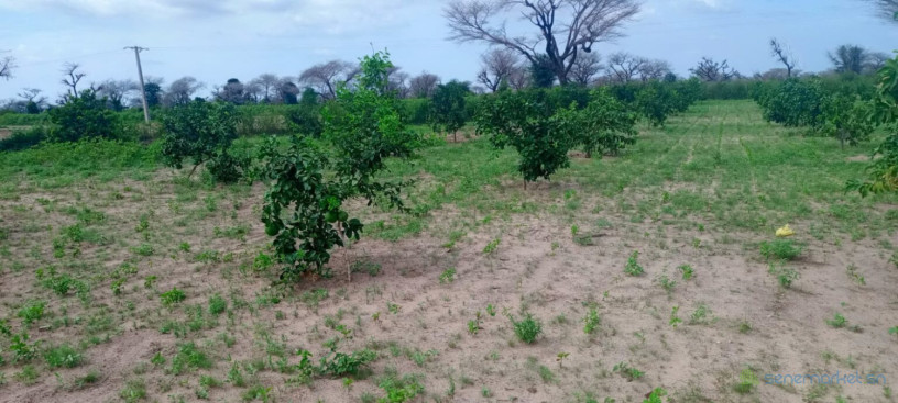 ferme-de-1-hectare-vers-notto-diobass-big-0