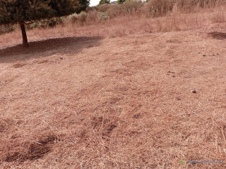 Verger de 3600 m² vers Tassette