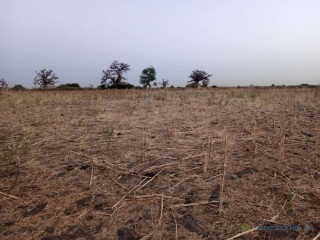 Terrain de 2 hectares vers Nguéniène