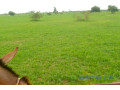 location-dun-terrain-agricole-de-3-hectares-vers-koungheul-small-2