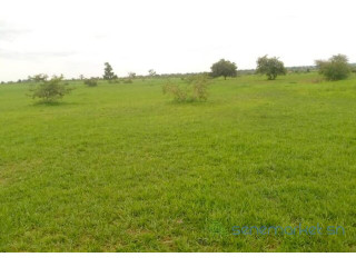Location dun Terrain Agricole de 3 hectares vers Koungheul