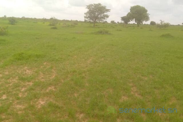 location-dun-terrain-agricole-de-3-hectares-vers-koungheul-big-1