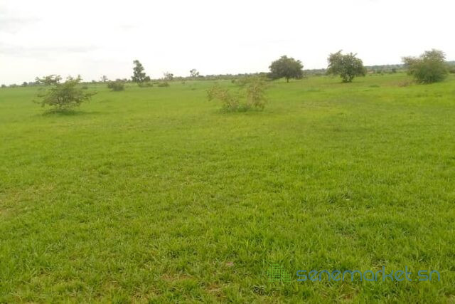 location-dun-terrain-agricole-de-3-hectares-vers-koungheul-big-0