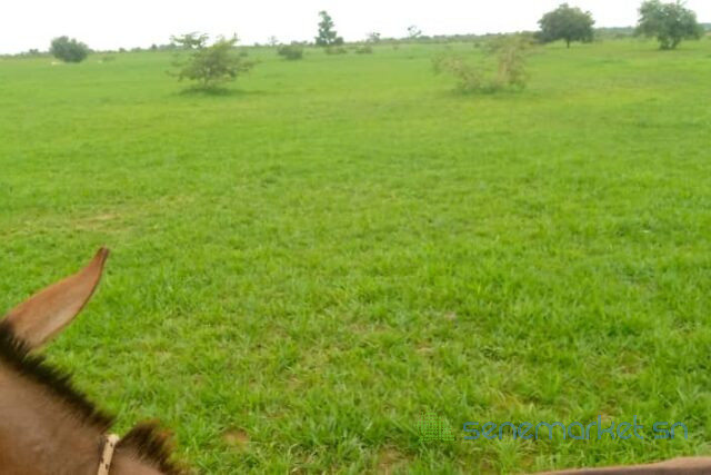 location-dun-terrain-agricole-de-3-hectares-vers-koungheul-big-2