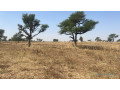 terrains-de-300-metres-carres-a-vendre-a-malicounda-senegal-small-2