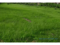 terrain-de-1-hectare-vers-notto-diobass-small-2