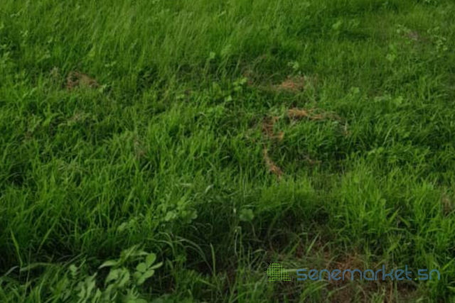 terrain-de-1-hectare-vers-notto-diobass-big-1