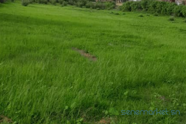 terrain-de-1-hectare-vers-notto-diobass-big-0