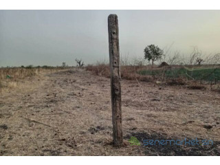 Terrain de 1 hectare vers Nguéniène