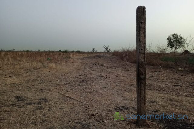 terrain-de-1-hectare-vers-ngueniene-big-2