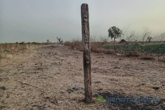 terrain-de-1-hectare-vers-ngueniene-big-0