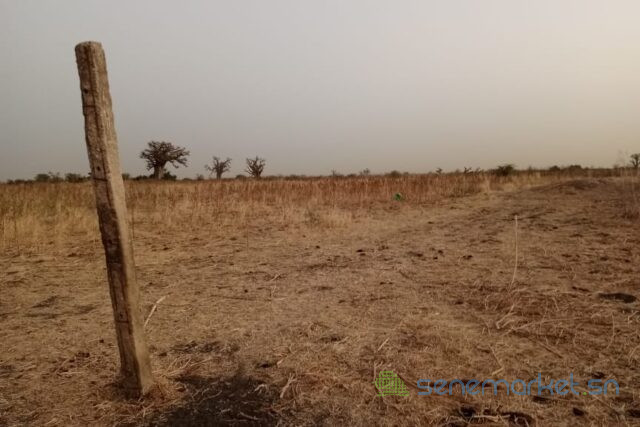 terrain-de-1-hectare-vers-ngueniene-big-1