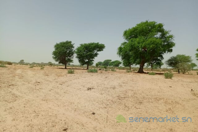 terrain-de-106-hectare-vers-tassette-big-2