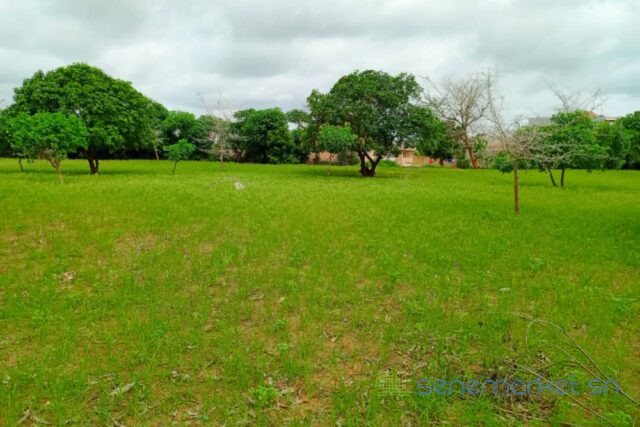 terrain-de-127-hectare-vers-keur-moussa-big-2