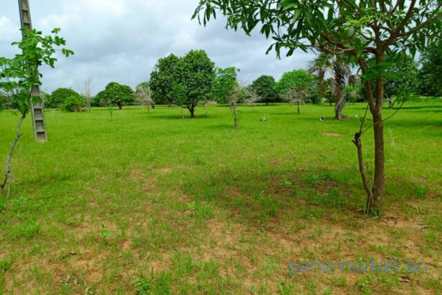 terrain-de-127-hectare-vers-keur-moussa-big-0