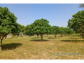 terrain-de-123-hectare-vers-keur-madaro-small-0